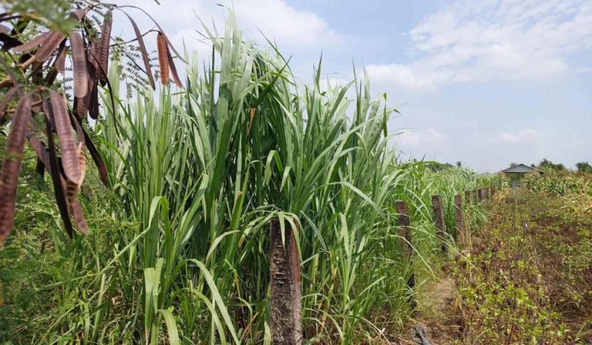 Hàng rào bê tông bao quanh lô đất sổ hồng chính chủ An Thạnh Thủy, phù hợp đầu tư...